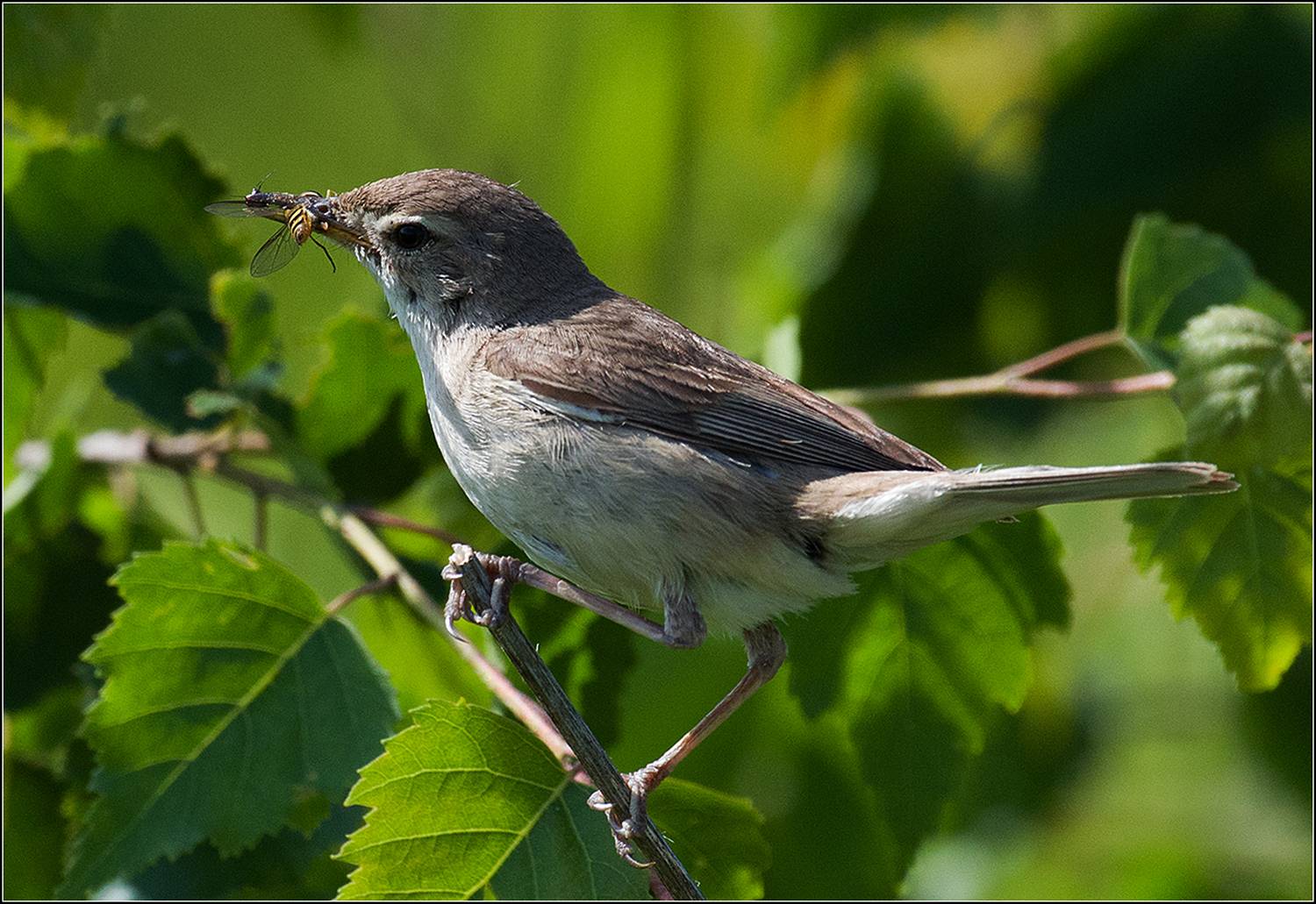 москва, июнь, парк, камышовка-барсучёк, птица, АНАТОЛИЙ ДОВЫДЕНКО