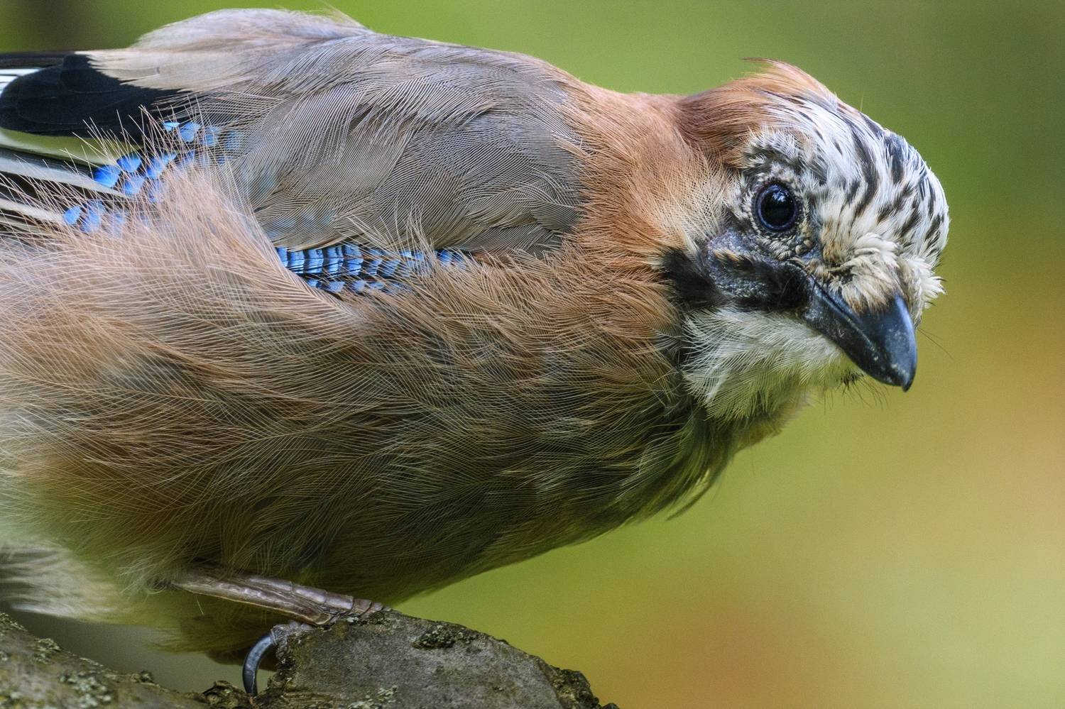 , Пупонин Сергей