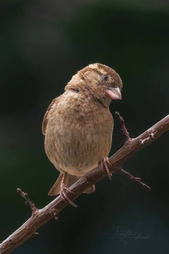 Домовёнок***