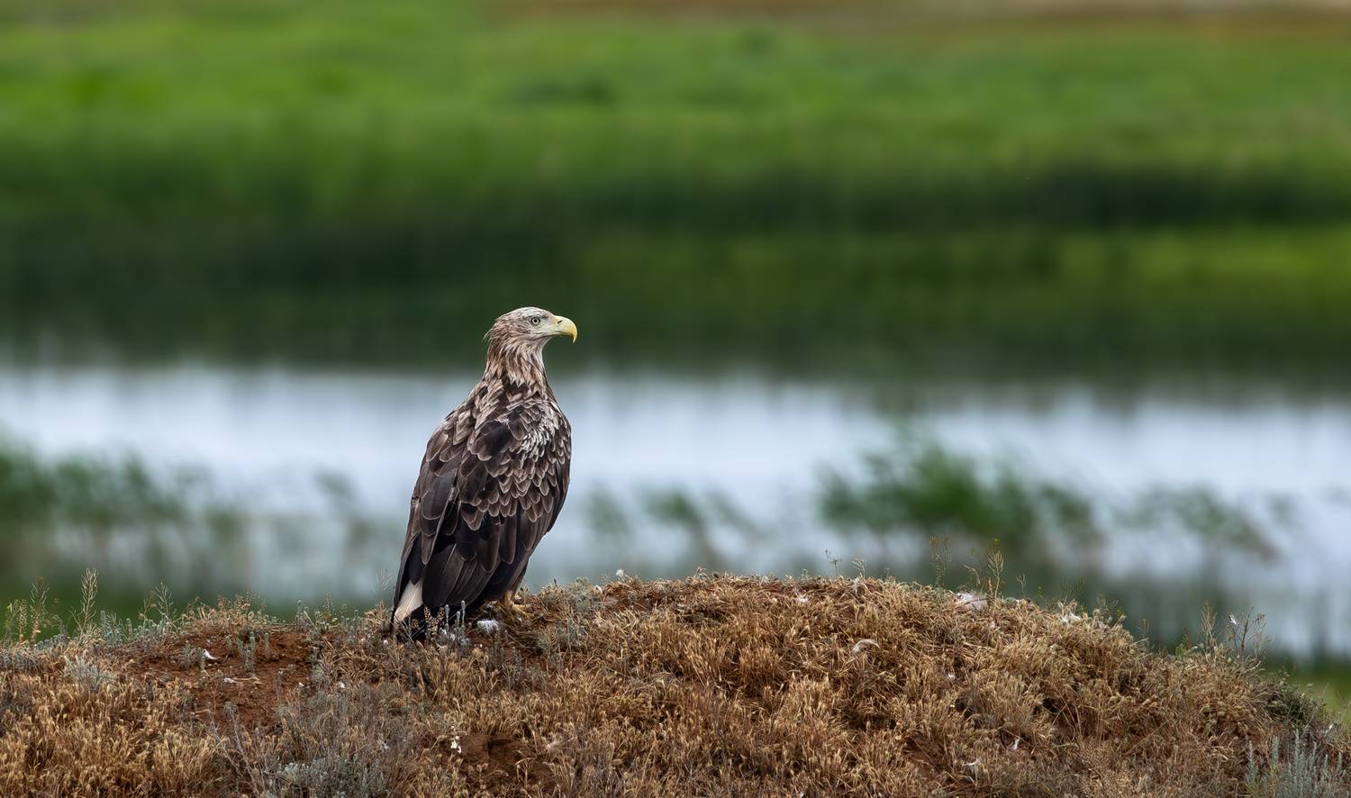 , Веревченко Михаил