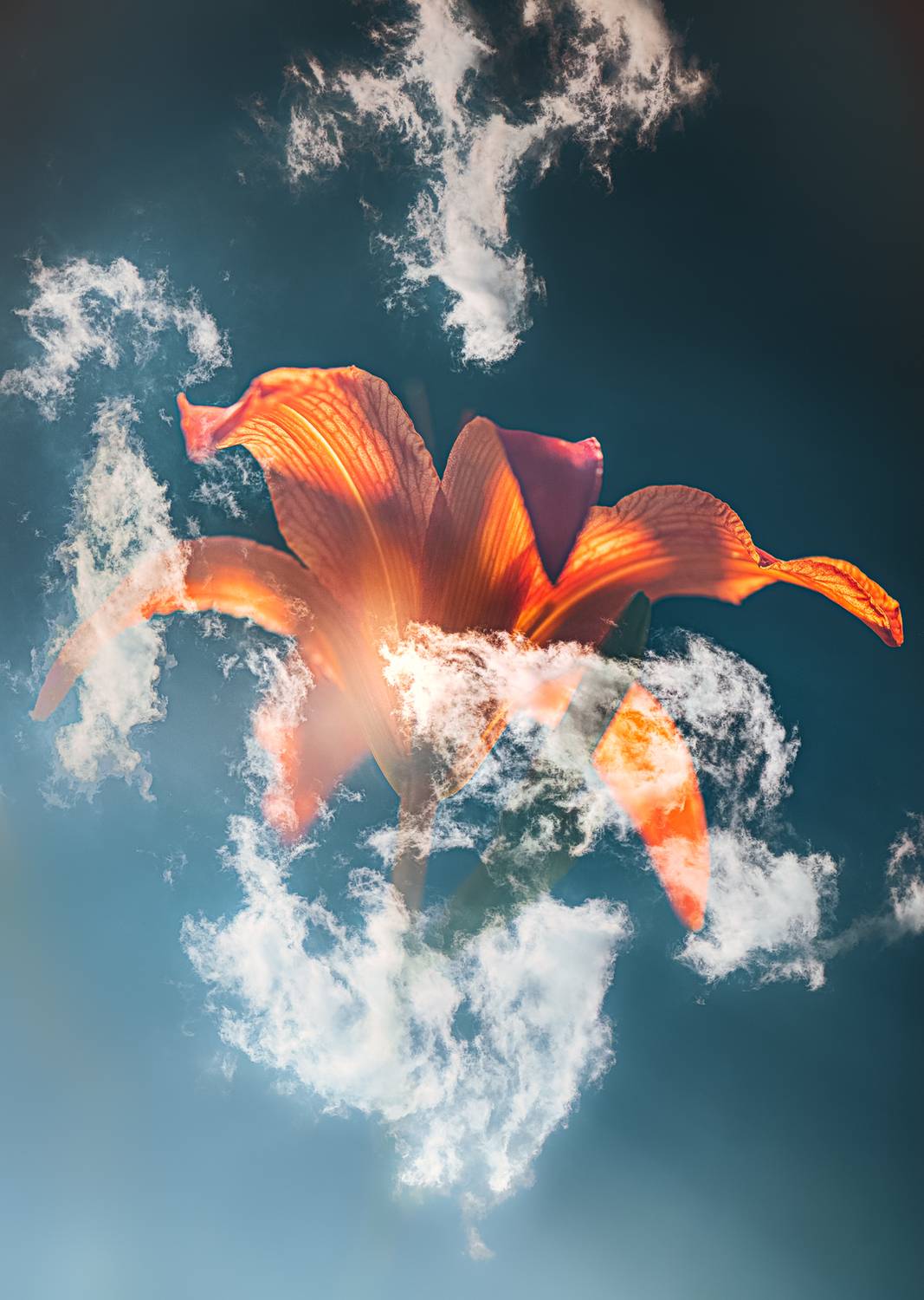 внутрикамерная мультиэкспозиция, облака, лилия, Неля Рачкова