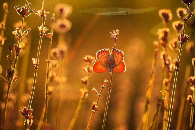 бабочка, макро, лето, солнце Лето фото превью