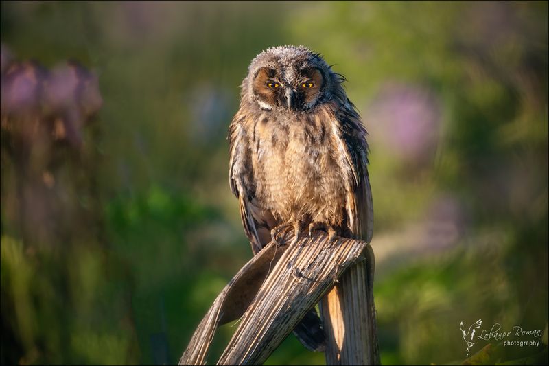 * * * фото превью