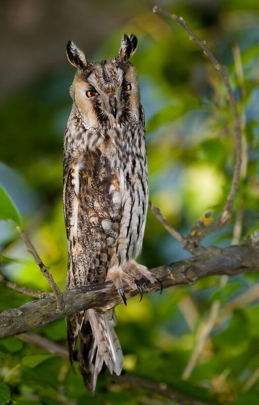 ушастая сова asio otus Ушастая сова (Asio otus) фото превью
