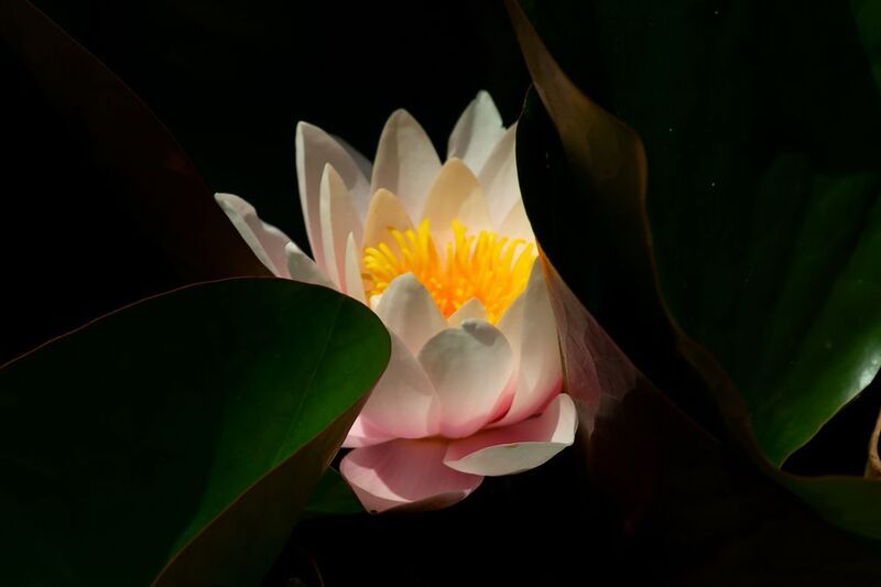 кувшинка,макро,природа Между светом и тенью фото превью