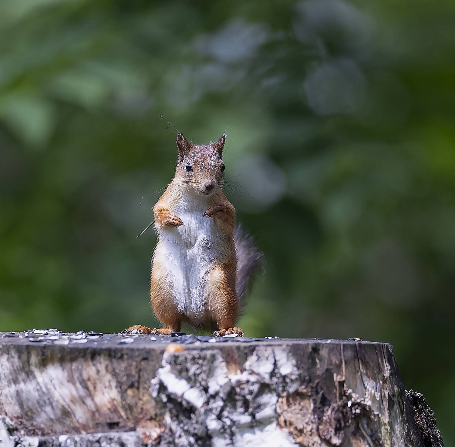 белка, лес, природа, squirrel, forest, nature, Стукалова Юлия