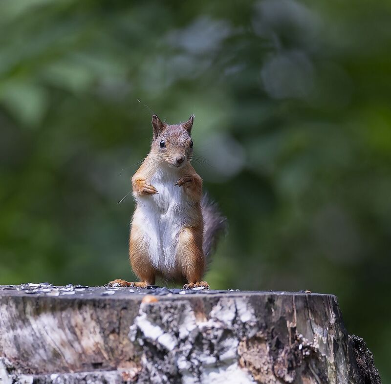 Белка в режиме разведки фото превью