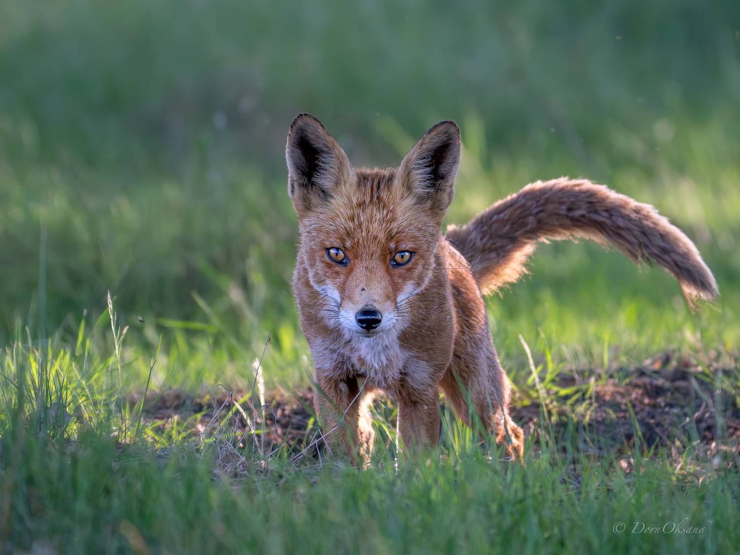 fox, predators, wild, animals, рыжая, обыкновенная, лиса, хищники, дикие, животные, Дорн Оксана