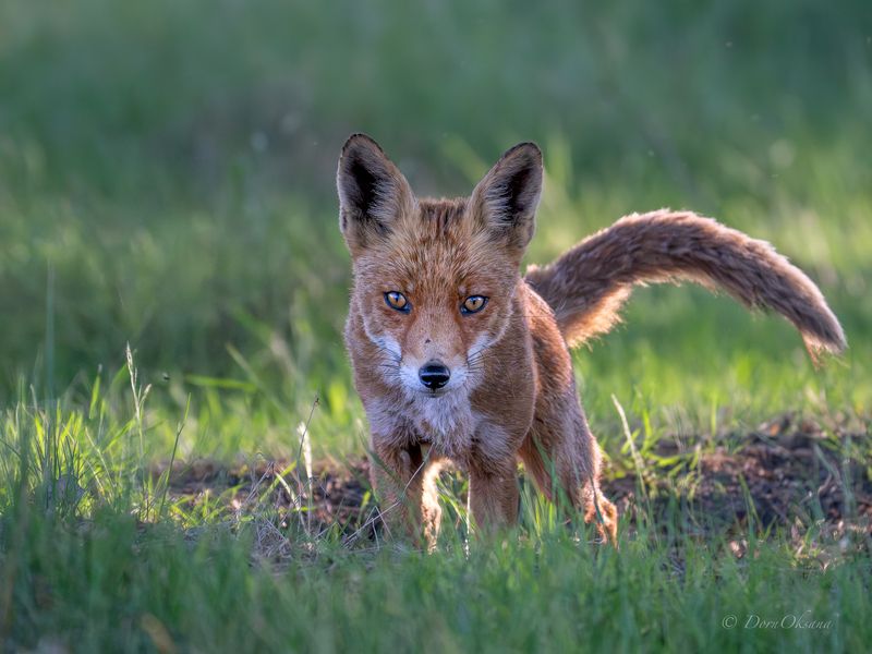 fox, predators, wild, animals, рыжая, обыкновенная, лиса, хищники, дикие, животные Глаза в глаза фото превью