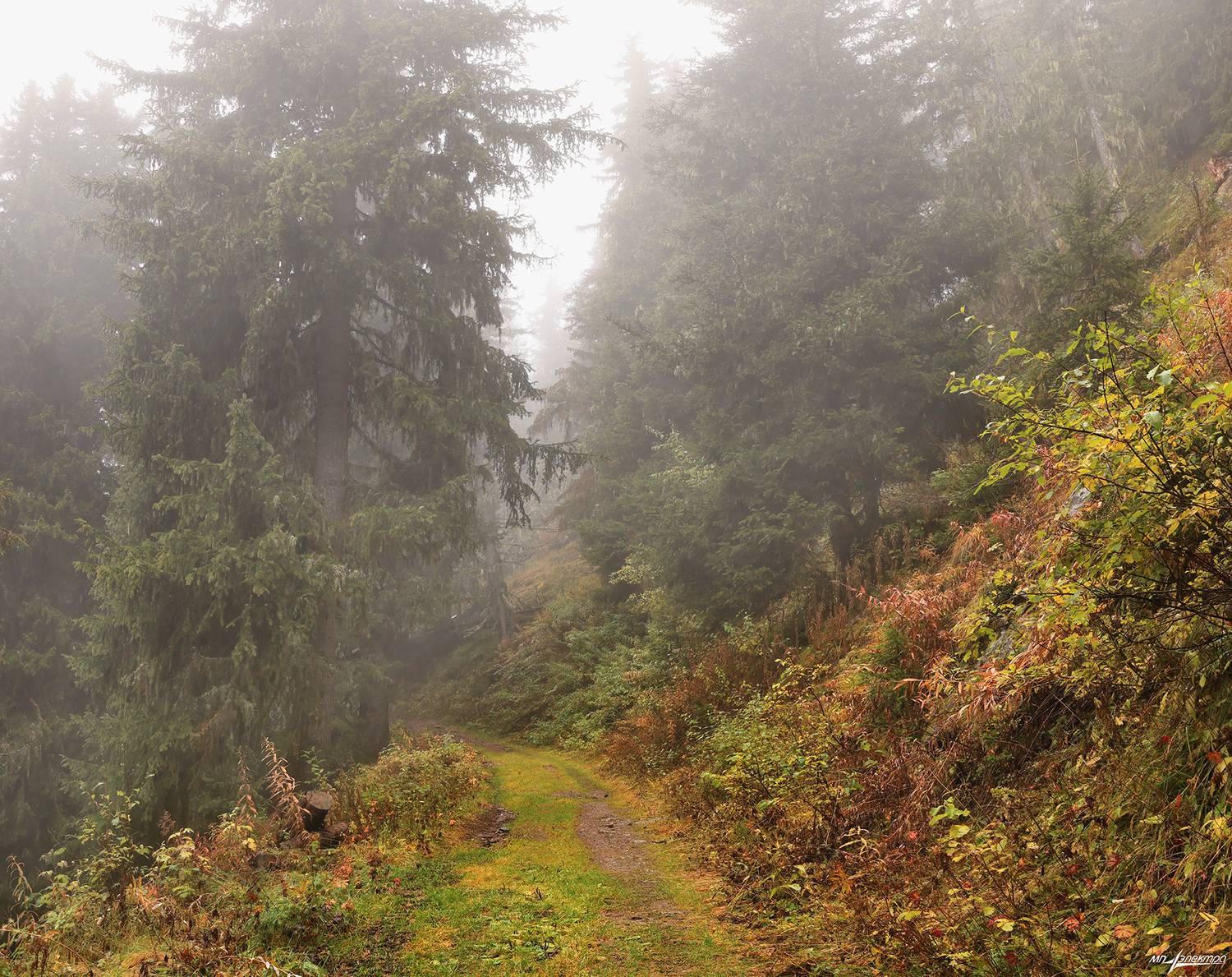 swiss, Матвеев Николай