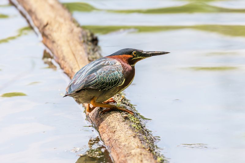 Зеленая кваква фото превью