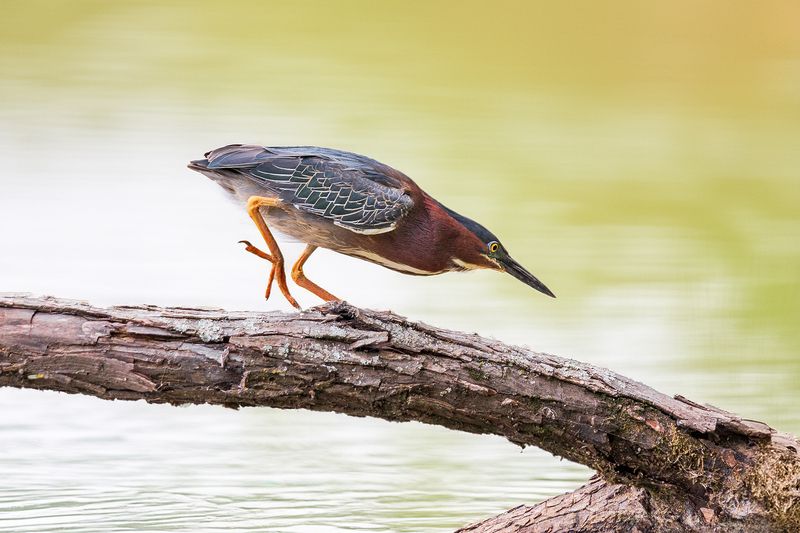 Зеленая кваква фото превью