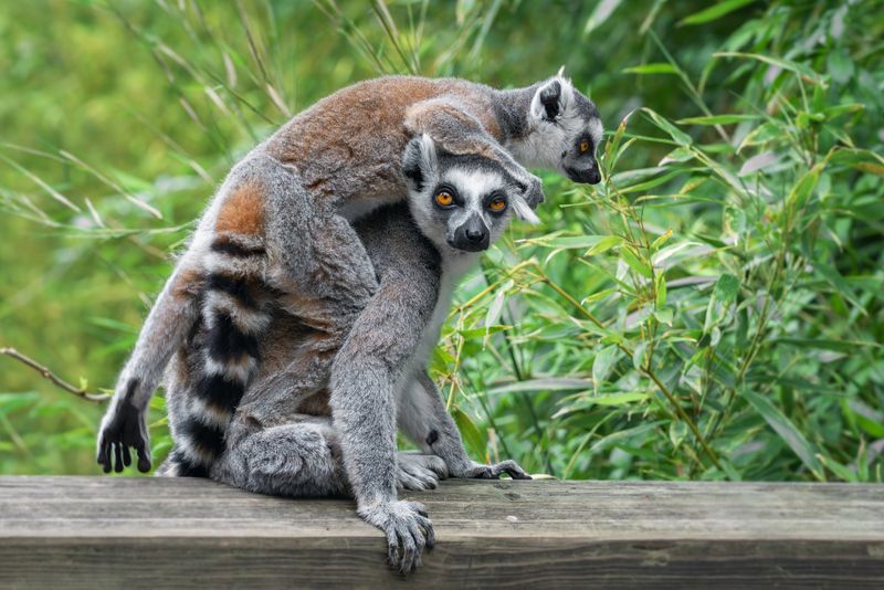 кольцехвостый лемур; кошачий лемур; лемур катта;маки; lemur; ring-tailed lemur; lemur catta; Сел на голову фото превью