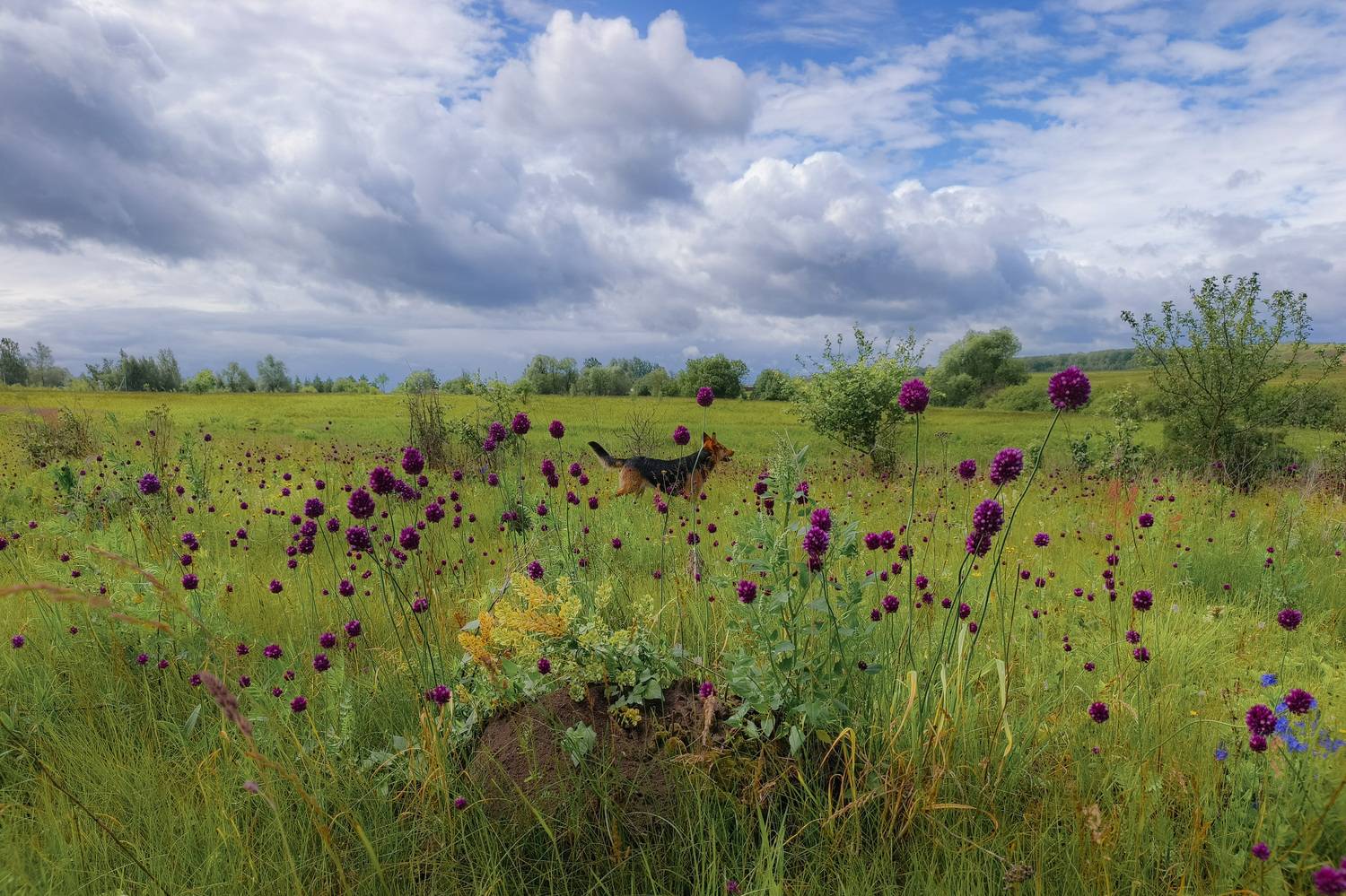 , Кондрашова Светлана
