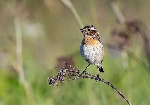 Луговой чекан (самец)