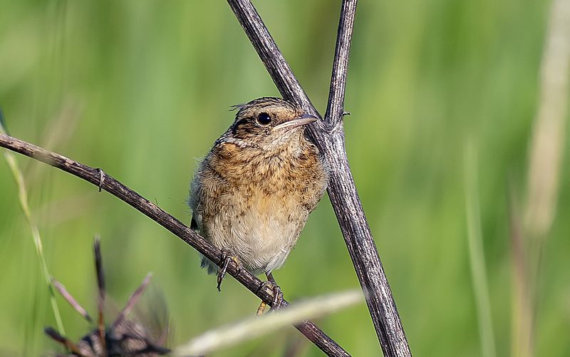 птицы, слёток, лето, поле Слёток лугового чекана фото превью