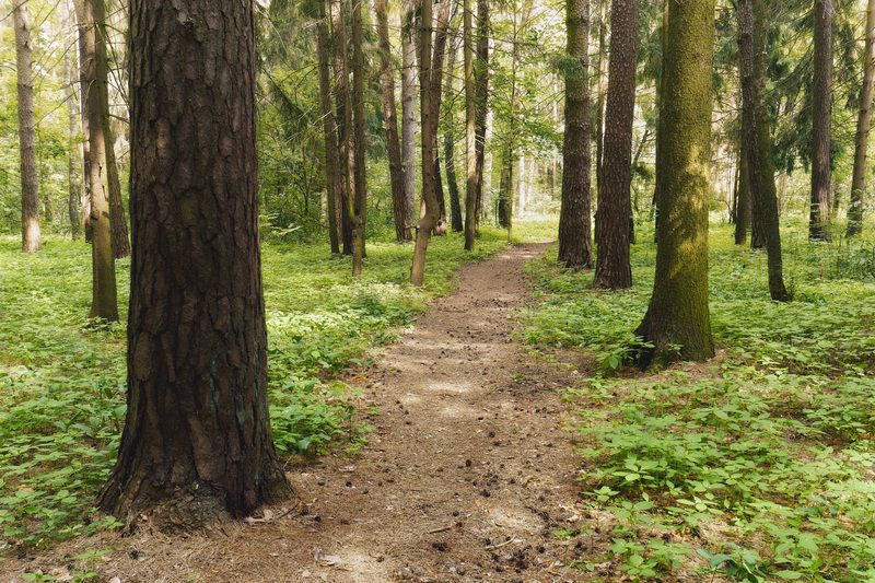 лес, деревья, листва, свет В летнем лесу фото превью