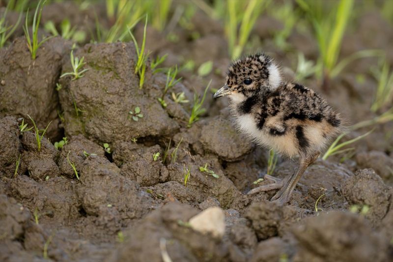 чибис, птенец, чибисенок, птицы  фото превью