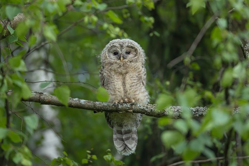 уральская неясыть, длиннохвостая неясыть, совенок, птицы, неясыть Совенок фото превью