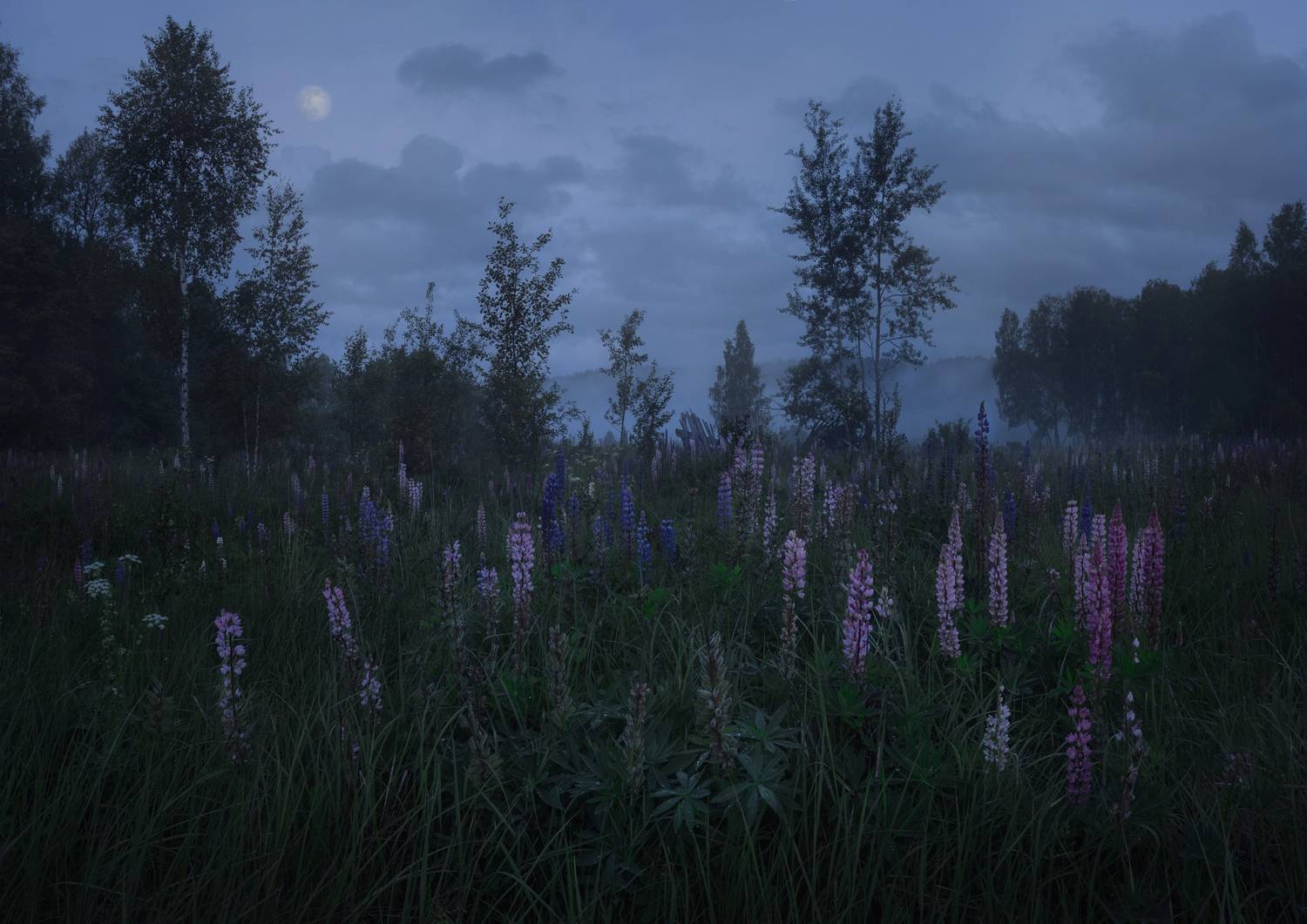 туман, свет, ночь, природа, Баранов Олег