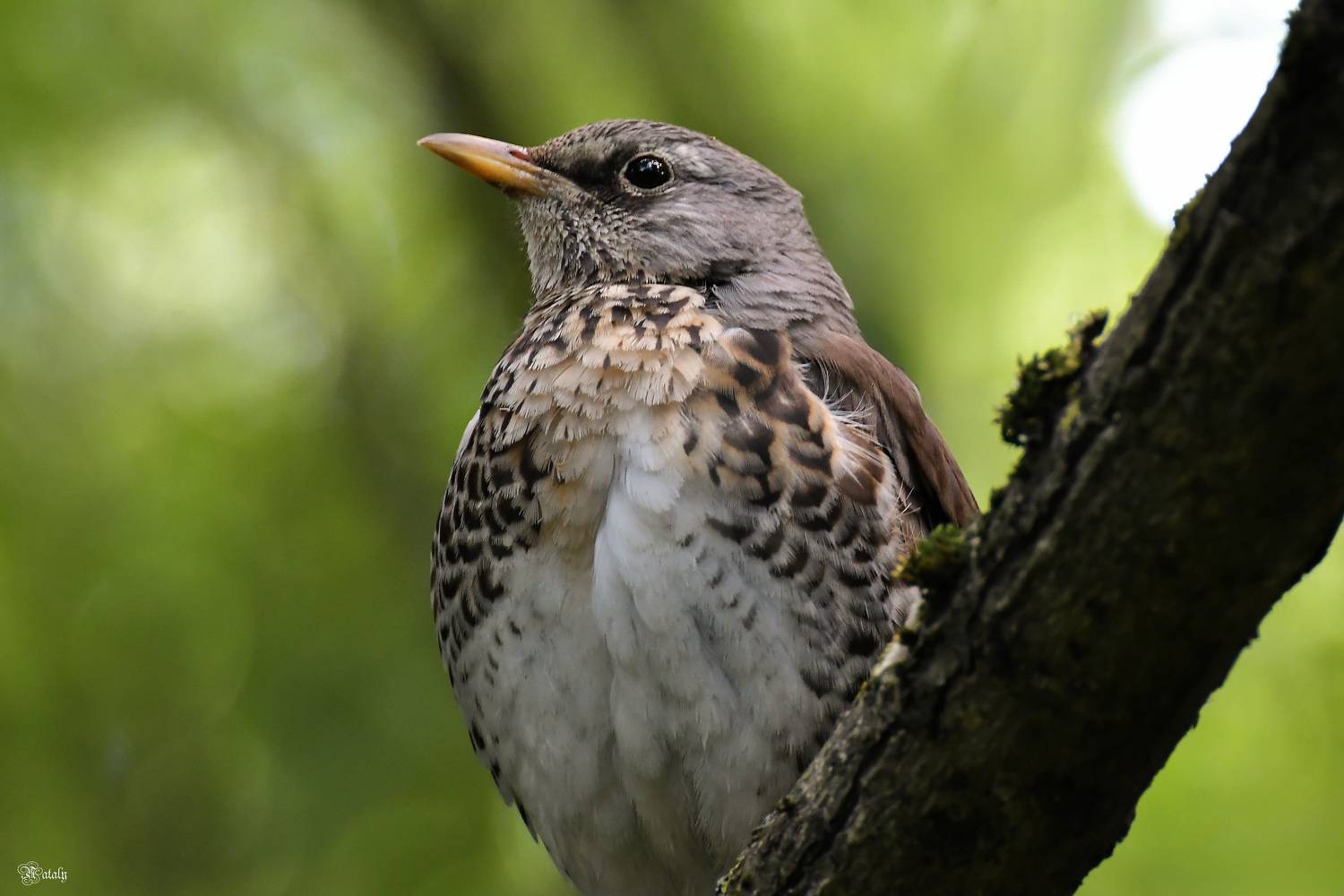 , Наталья Екимова