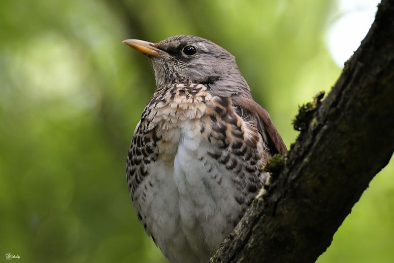 Дрозд - рябинник фото превью