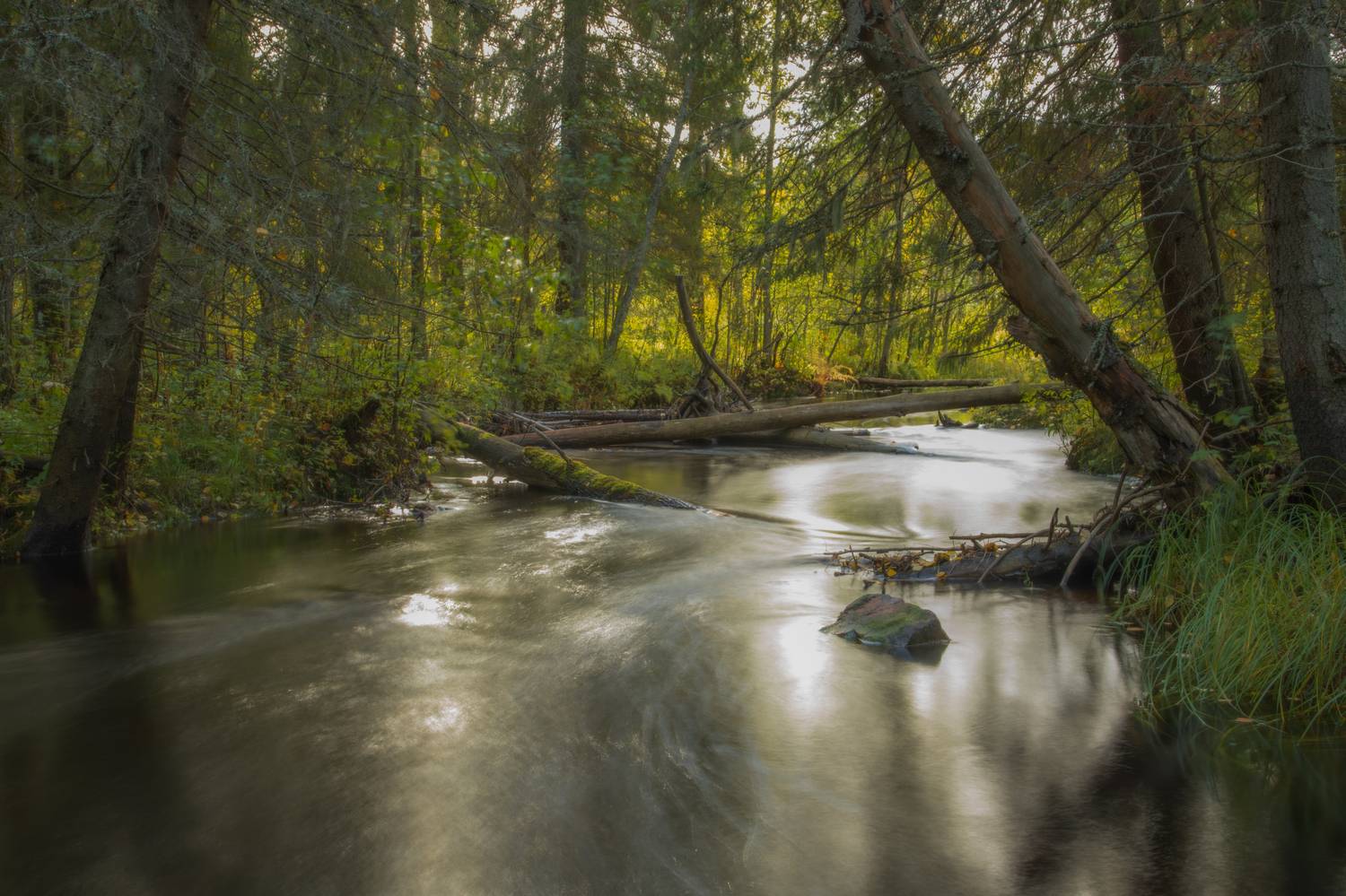 Лес, река, камни, осень, Карелия, Denis Koshkin