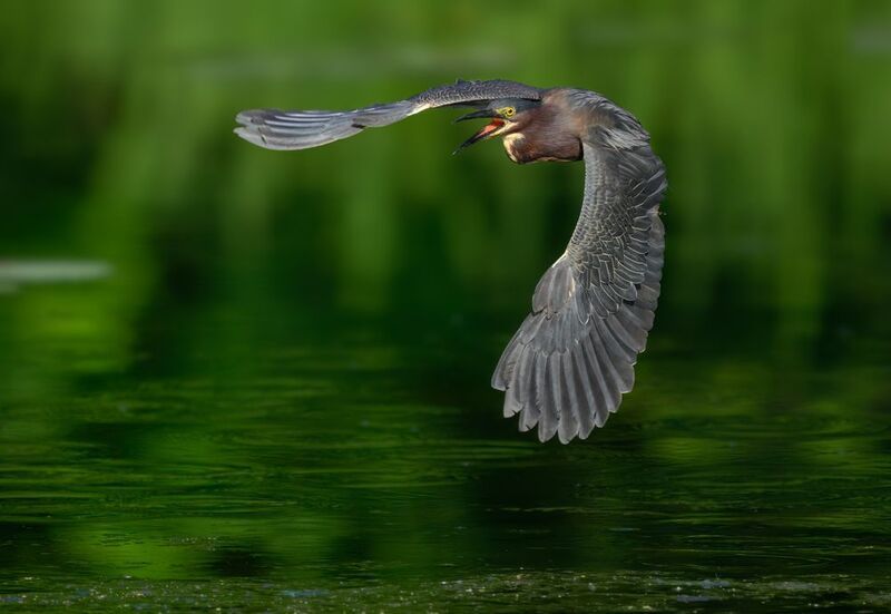 Green heron фото превью