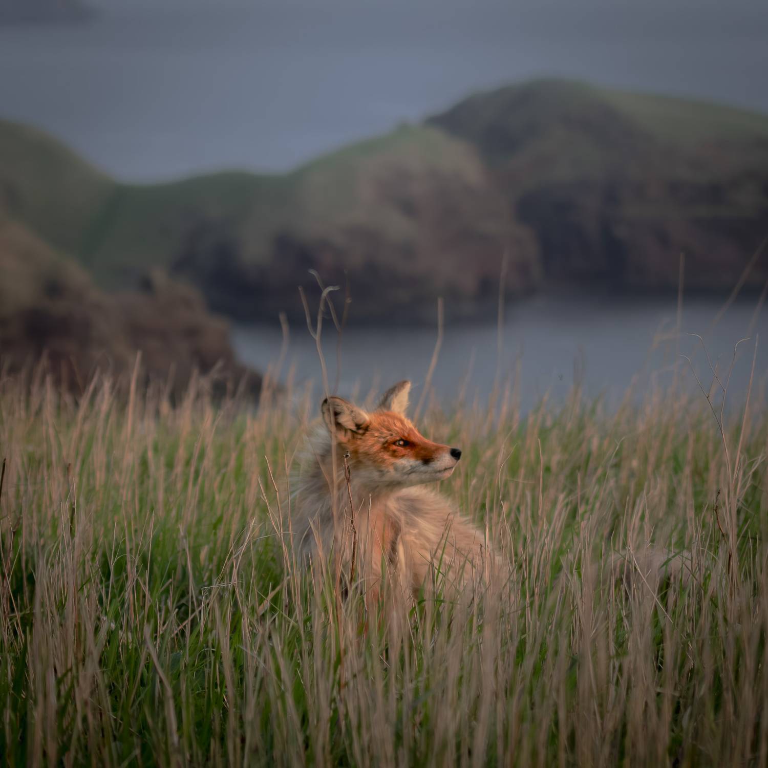 , Лаврентьев Александр
