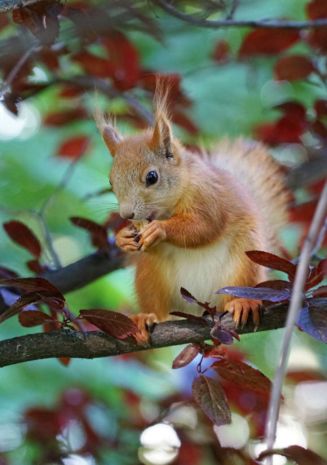 , Чепленко Алексей