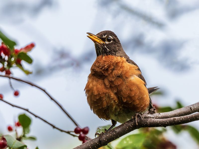 Странствующий дрозд.  (American robin) фото превью