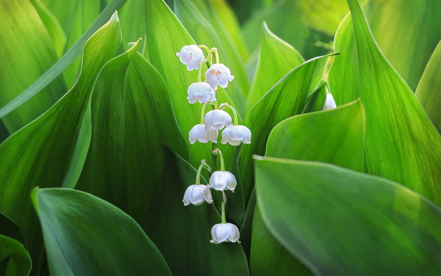 , Ушаков Валерий