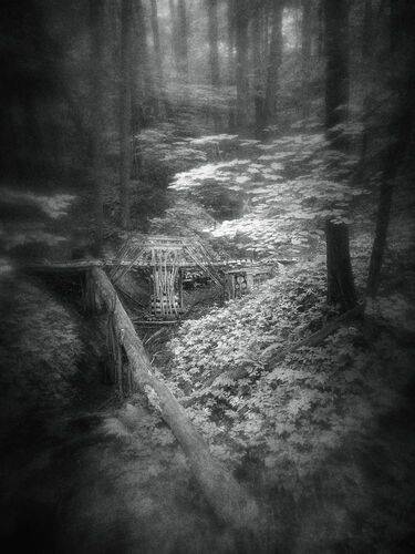 Зов джунглей.