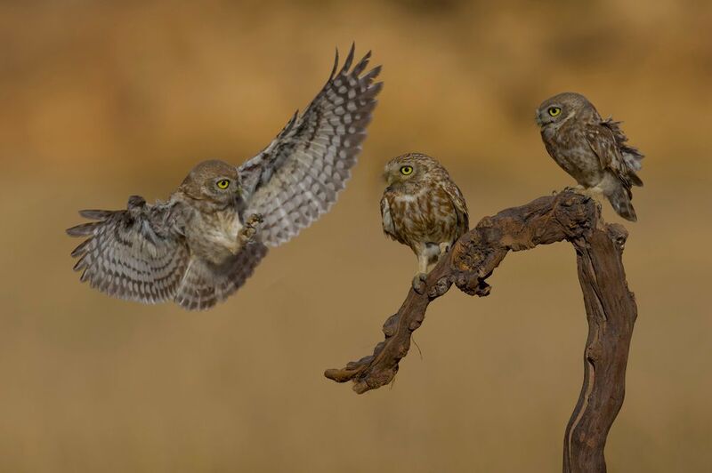 Little owls  фото превью