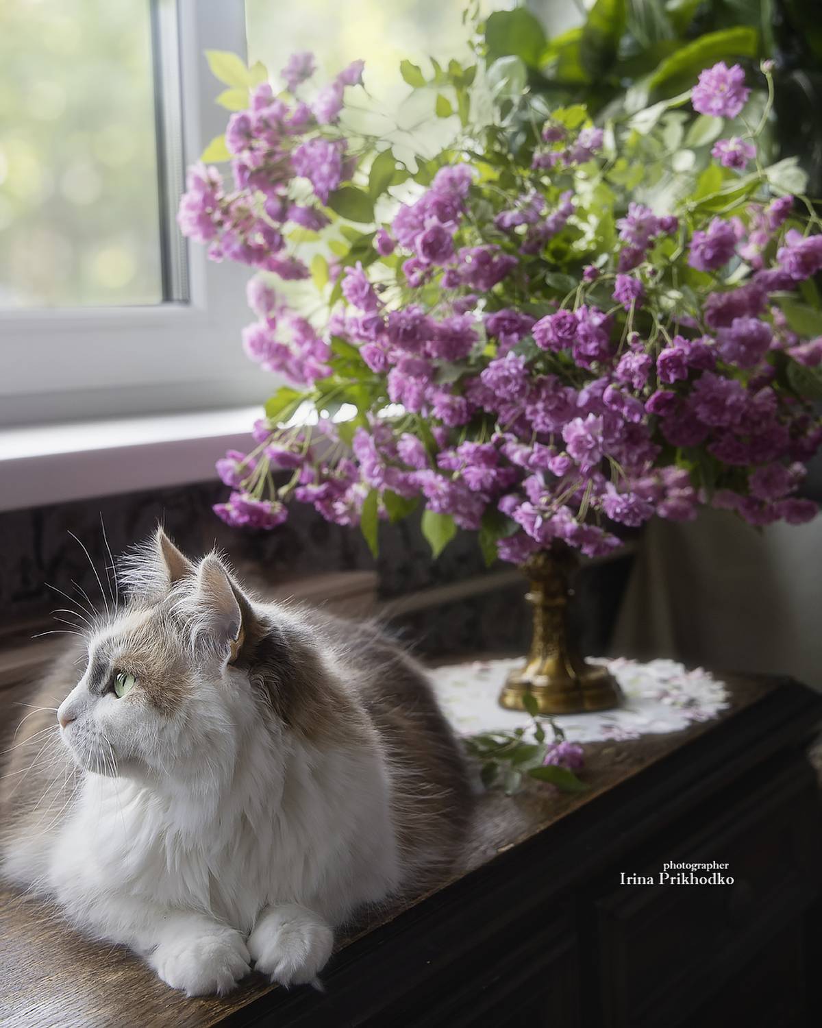 кошки, животные, питомцы, трехцветные кошки, интерьер, портрет, профиль, Приходько Ирина