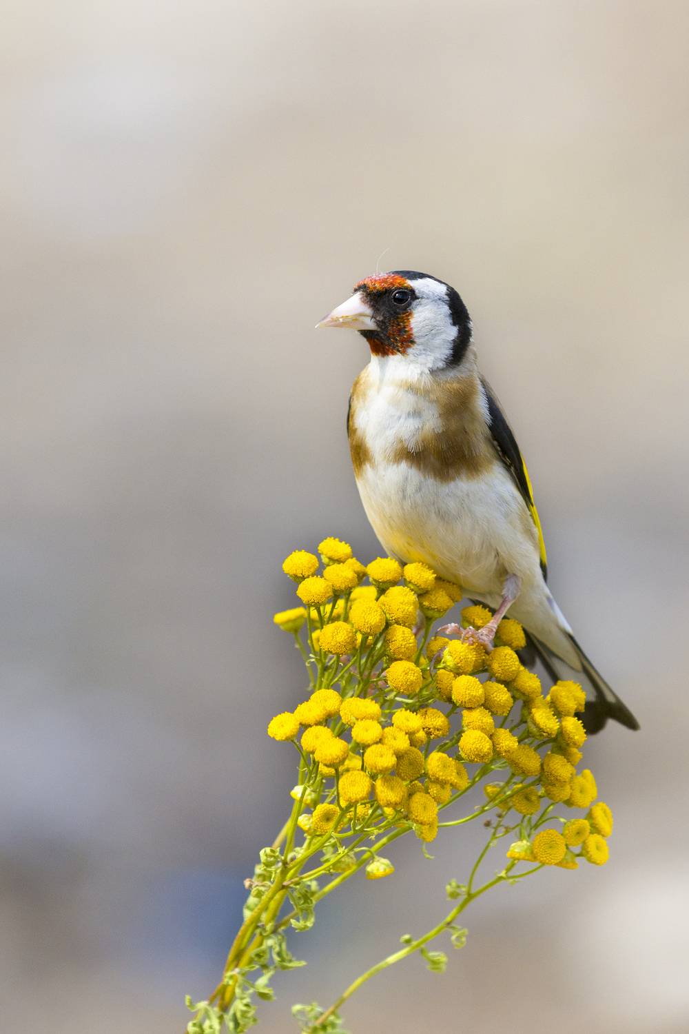 природа, Валерий Черняк