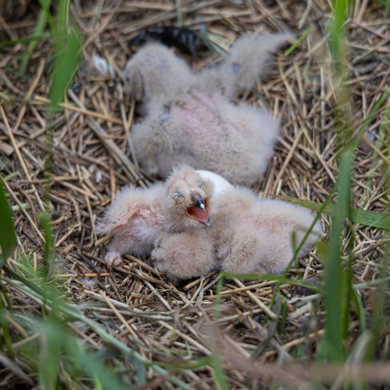 Птенцы болотной совы фото превью