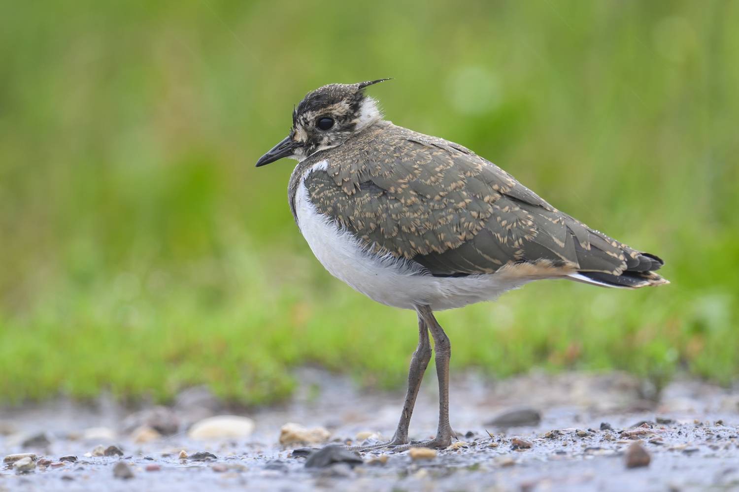 , Пупонин Сергей