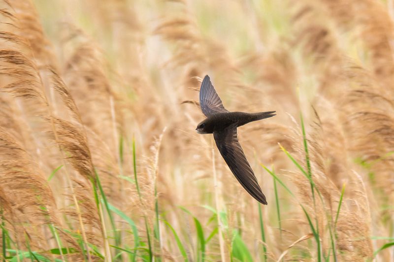 пермский край, птицы, стриж, фотоохота По ветру фото превью