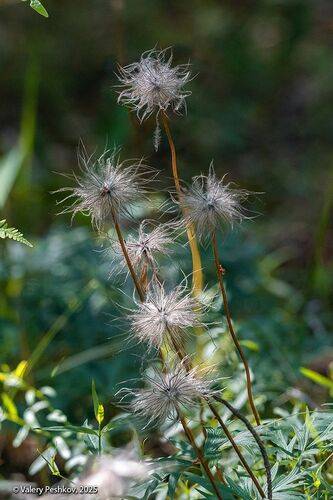 Про супер-одуванчики (2)