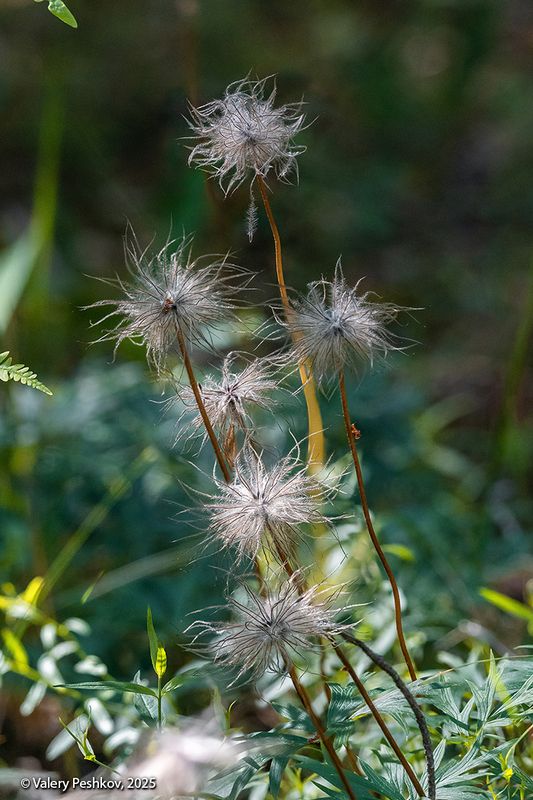 сон-трава, прострел, одуванчики, семена, лето, мещёра Про супер-одуванчики (2) фото превью