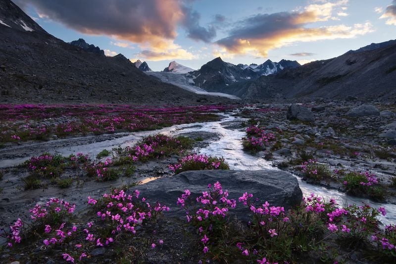 Розовые грёзы Ак-Кола фото превью
