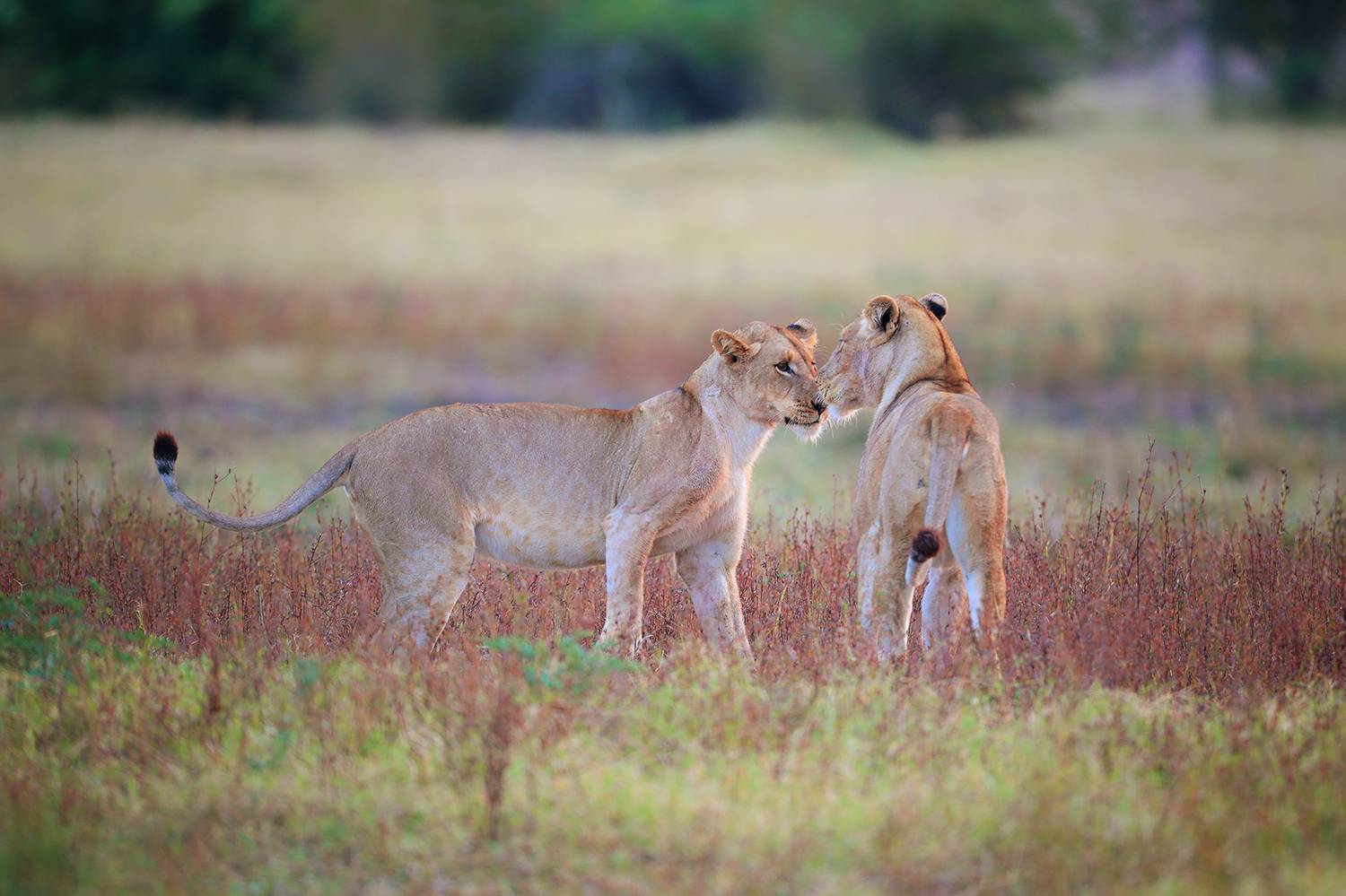 , Худзинская Ирина