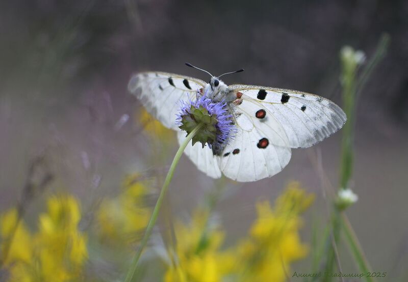 Ах аполлон, аполлон фото превью