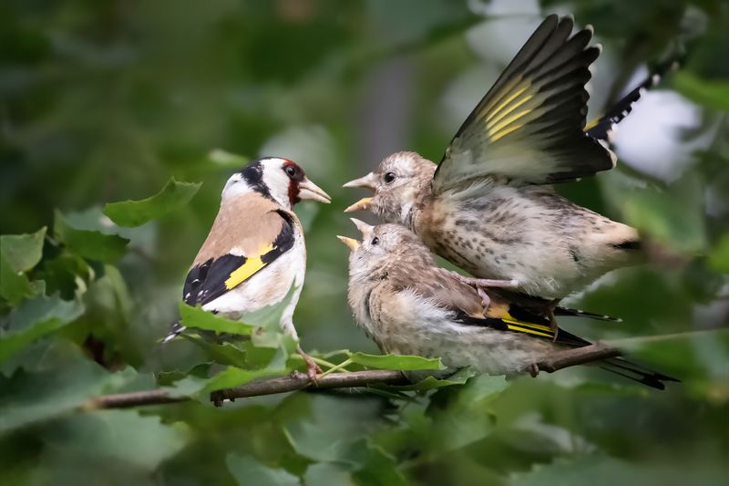 Чё купила? фото превью