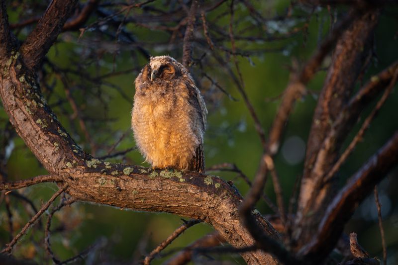 ушастая сова, совёнок, летний дождь После дождика фото превью
