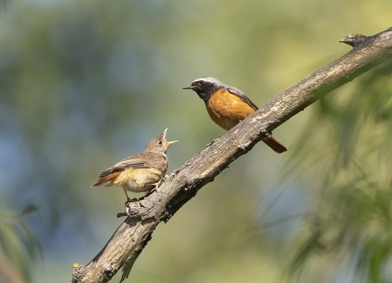 птицы,природа, лето Дай ещё... фото превью