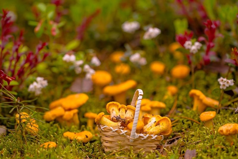 .... фото превью