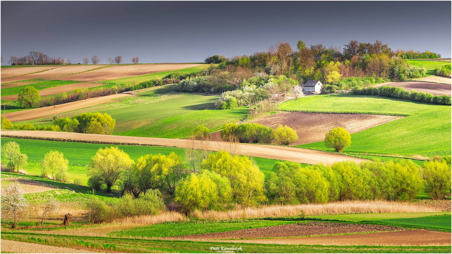 polska, ponidzie, pola, drzewa, Kowalczyk Piotr
