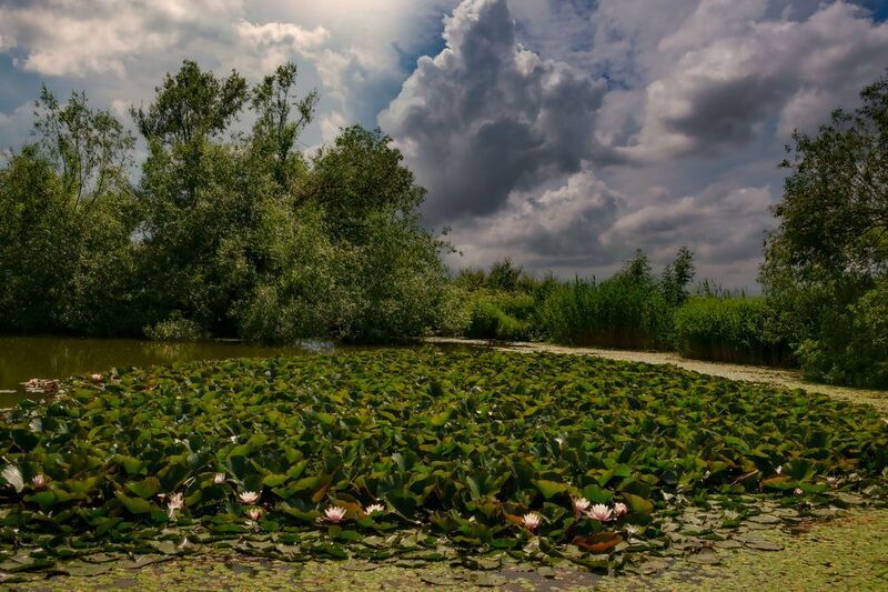 пейзаж, озеро,кувшинки,природа, кмв Перед грозой фото превью